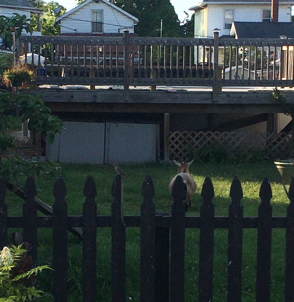 A goat standing in the front yard of a Toledo home, staring dejectedly into space.